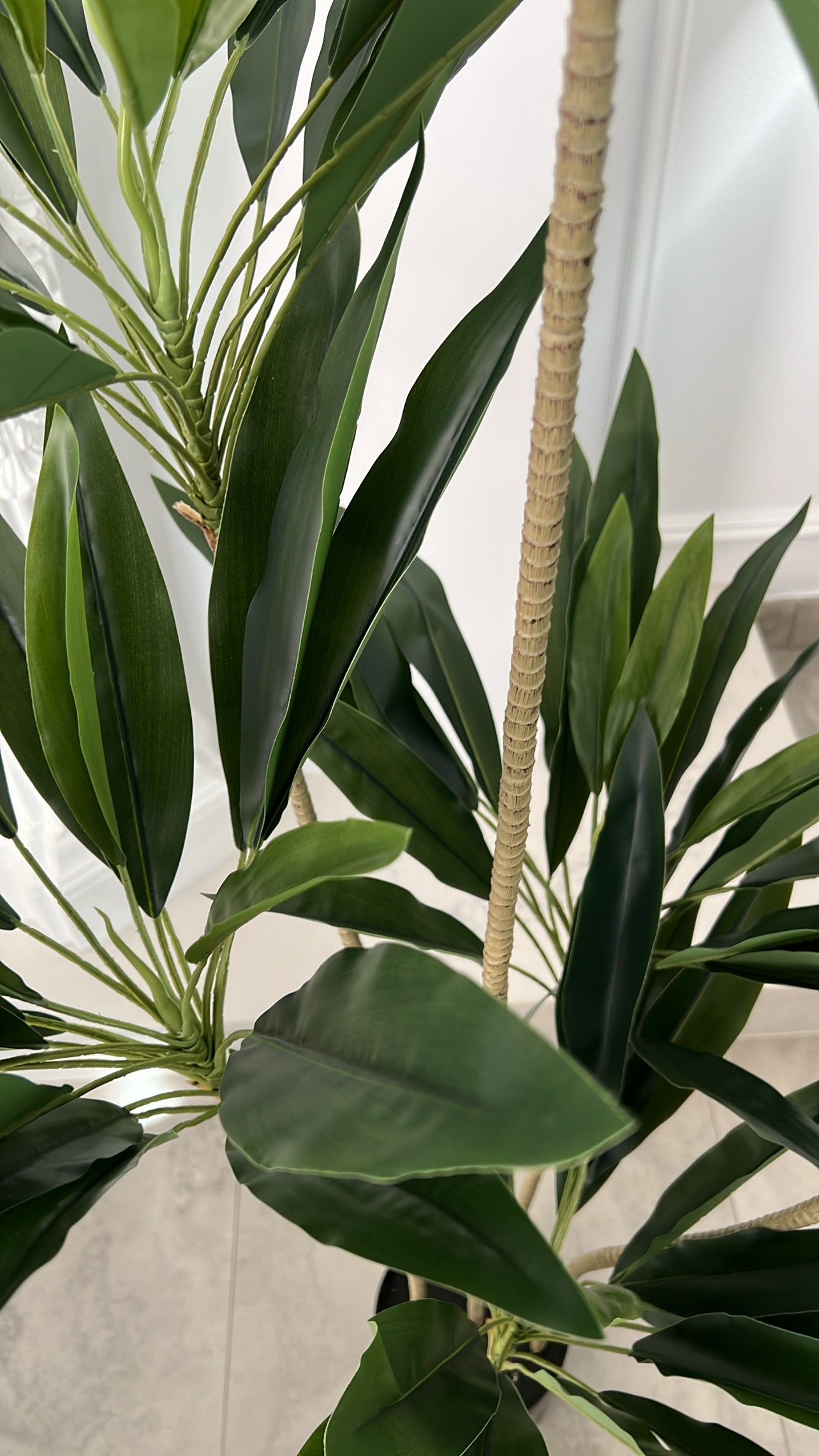 Brazil cycas plant / ceramic pot - Luscious Homewares