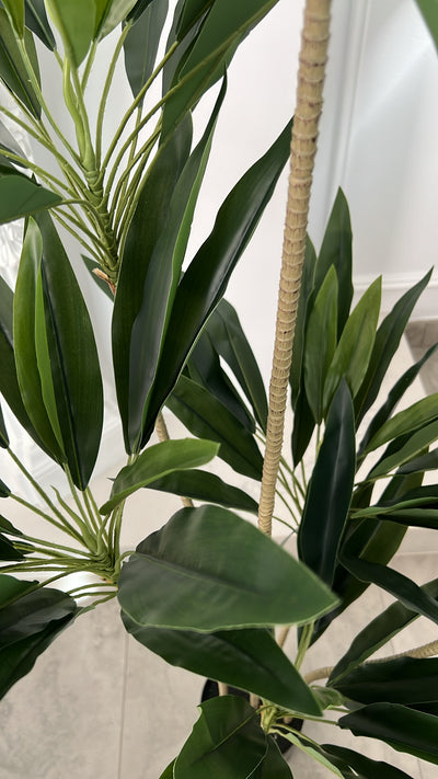 Brazil cycas plant / ceramic pot - Luscious Homewares