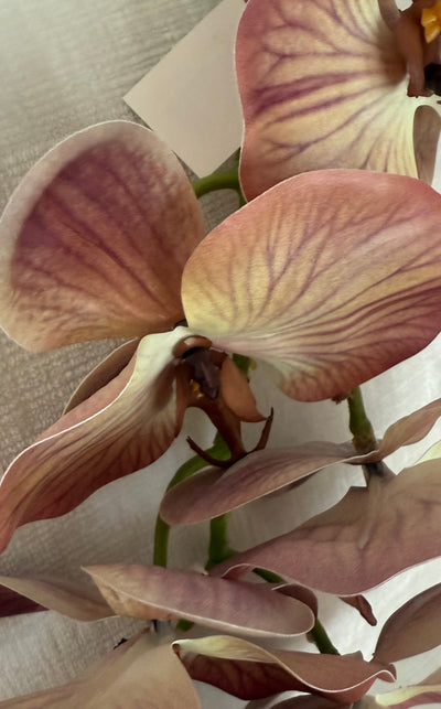 Burgundy brown real touch vein orchid - Luscious Homewares