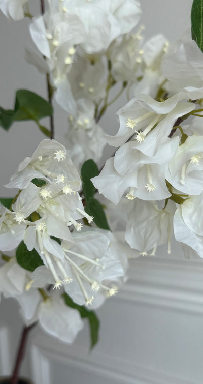 BOUGAINVILLEA WHITE CASCADE Stem - Luscious Homewares