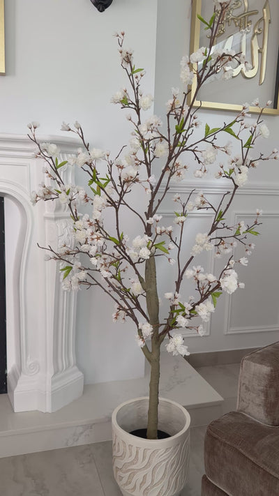 Cherry blossom tree / pot