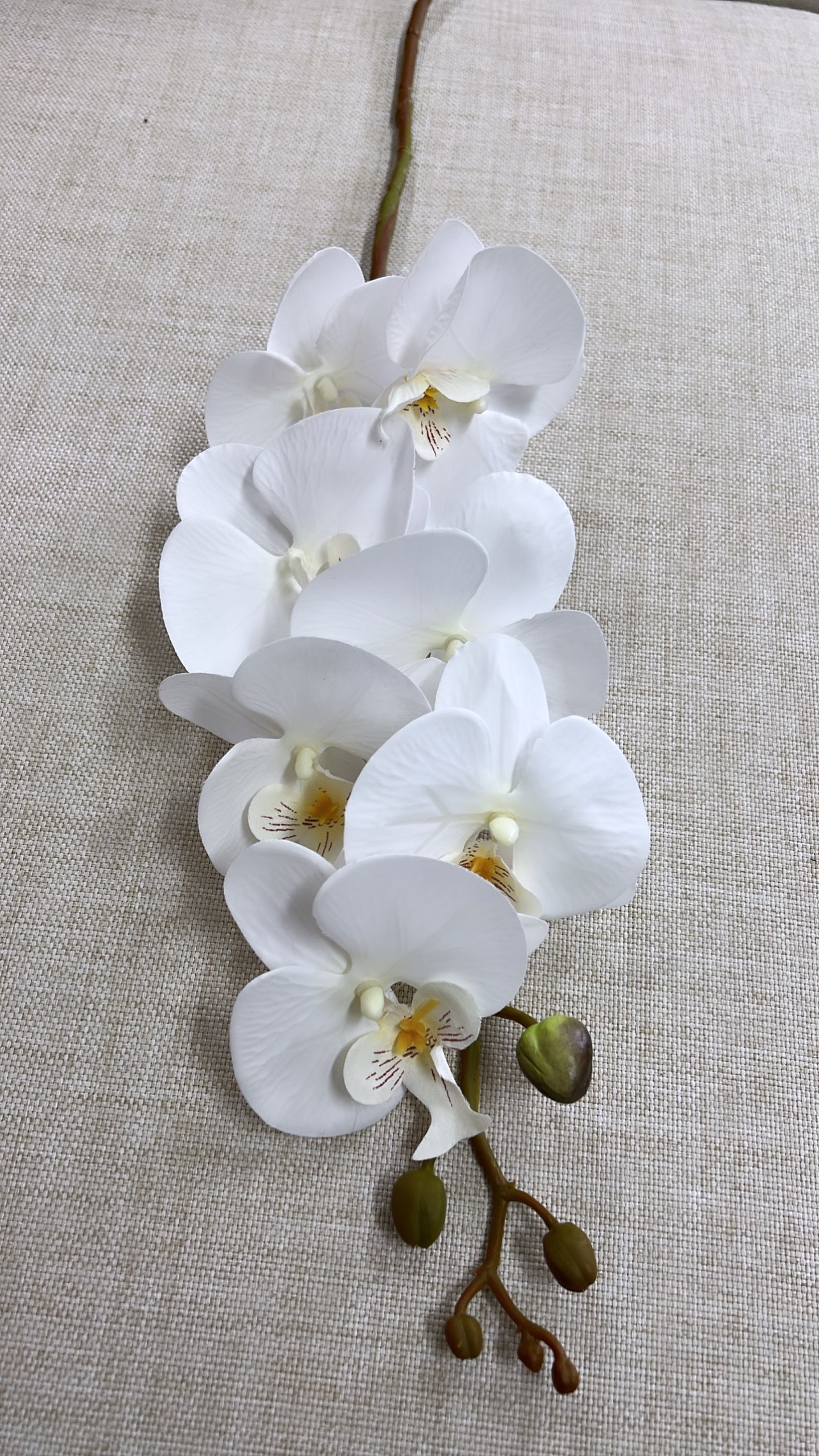 White orchid flower - Luscious Homewares